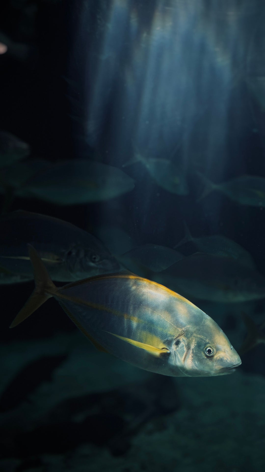 4 Things You Should Know About Fish and UV Light