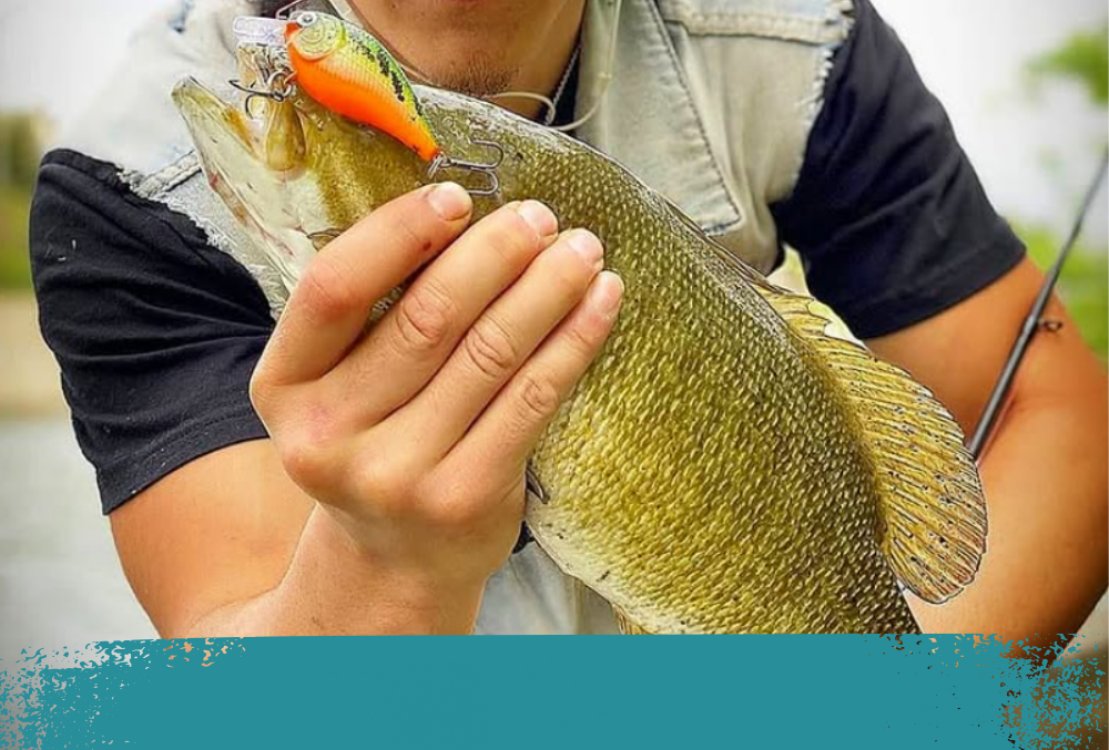 Hard Bait Collection Image